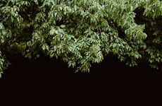 Afbeelding 1 van Achterpaden overhangend groen snoeien